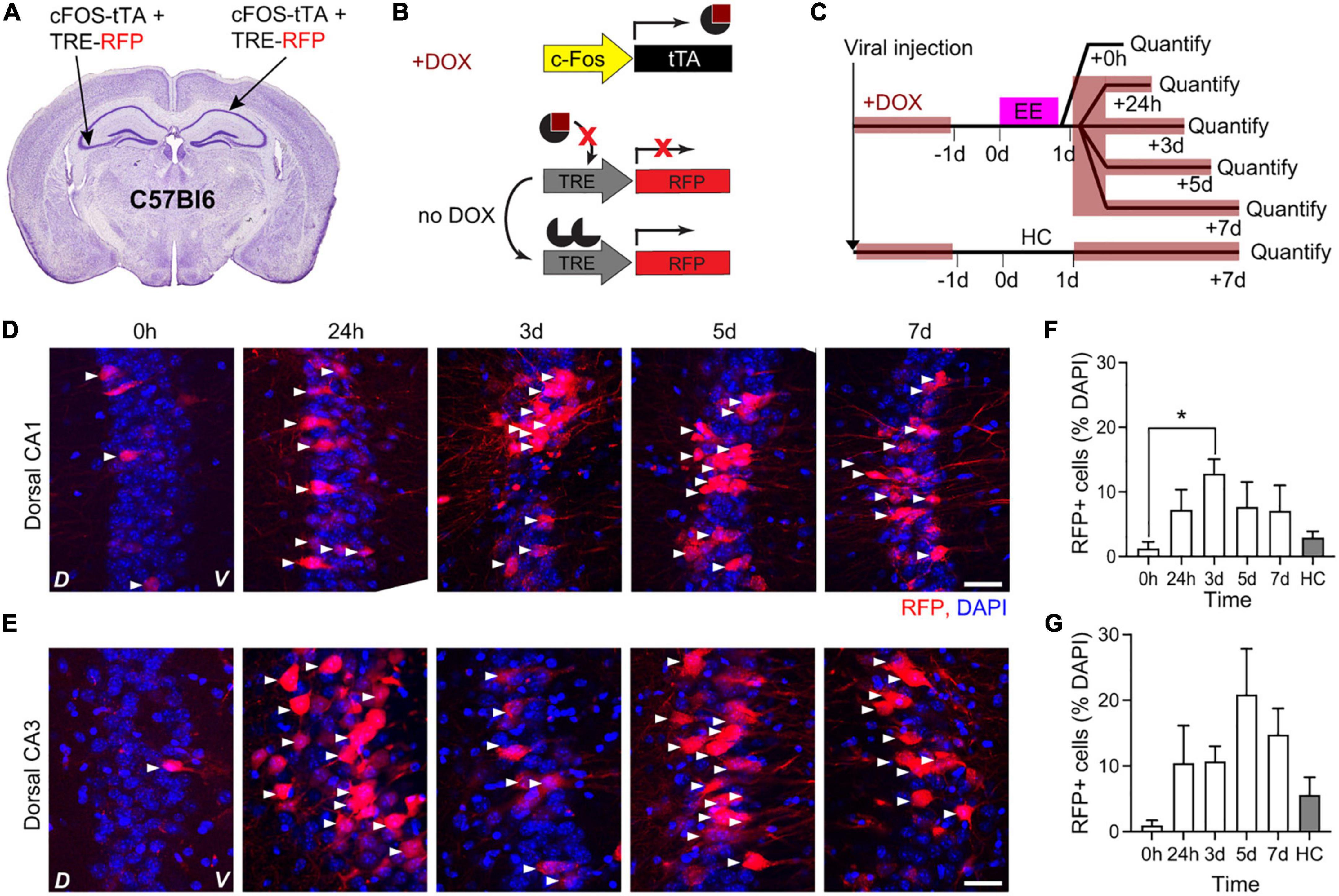 Arc-driven mGRASP highlights CA1 to CA3 synaptic engrams